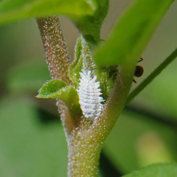 Boerhavia intermedia, Fivewing Spiderling
